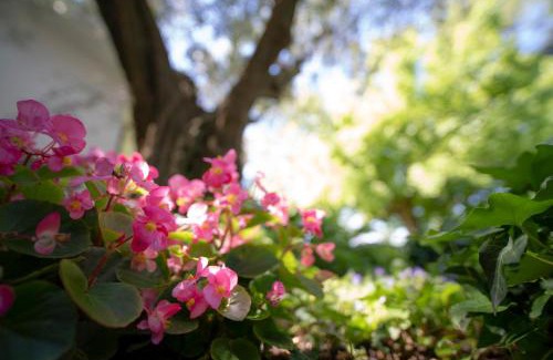Senigallia Bed & Breakfast | Trecentolivi B&b