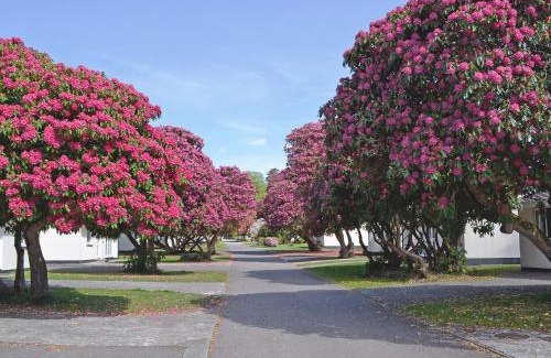 Liskeard House | Trevarno - B6527