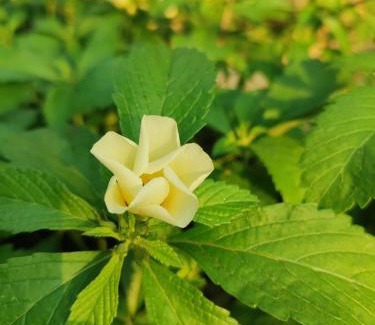 Chachagua Ski Chalet | Tropical Forest Adventure Near Arenal Volcano
