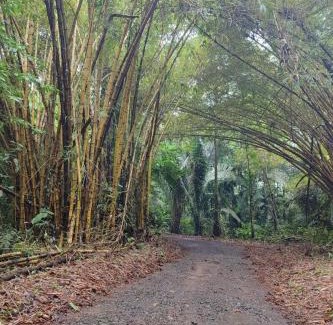 Chachagua Ski Chalet | Tropical Forest Adventure Near Arenal Volcano