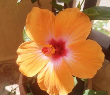 Al Ahyaa Apartment | Turtle beach apartment