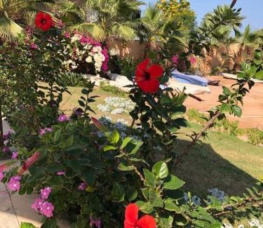 Al Ahyaa Apartment | Turtle beach apartment