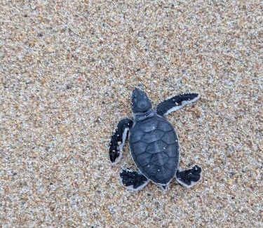 Polhena Hotel | Turtle Sea Guest & Restaurants