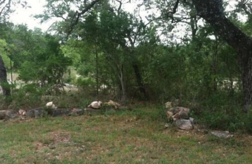 San Marcos RV Rental | Twisted Oaks