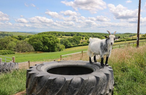 Llangynin Cottage | TY CARIAD, pet friendly, with a garden in St Clears
