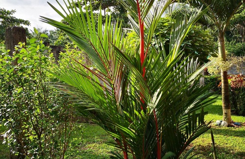 Parrita Apartment | Unique aparthotel surrounded by nature only 3 miles off the ocean.