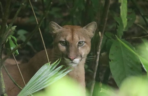 Quebrada La Gamba House | Very Near Corcovado Park. Basic bungalows in the forest surrounded by wildlife