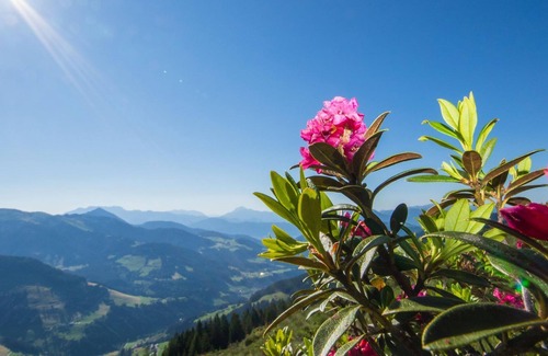 Niederau Cottage | Vierbettzimmer, Dusche, WC - Pension Leitenhof