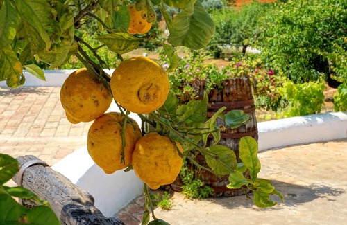 Patroves Villa | Villa Monte da Madrinha