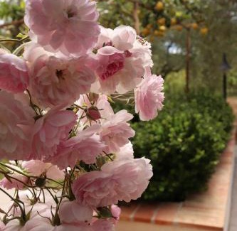 Palinuro Bed & Breakfast | Villa Rosada