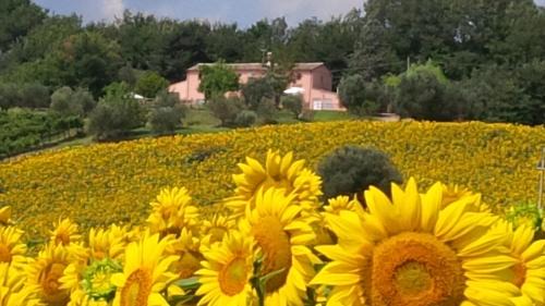 Morro d'Alba House | Villa Sant'Elena