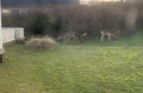 Zandvoort Villa | Villa Zuidwest 6, Garden, Dunes & Free parking