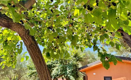 Marina Di Camerota Bed & Breakfast | Villaggio Alberghiero Da Pepé