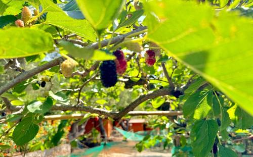 Marina Di Camerota Bed & Breakfast | Villaggio Alberghiero Da Pepé