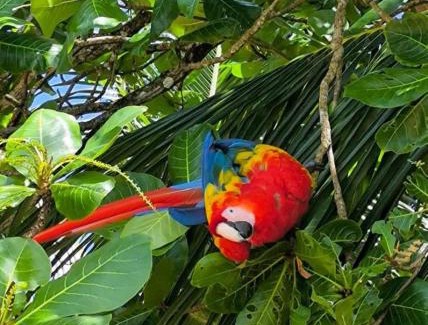 Manuel Antonio Hotel | Villas manuel antonio