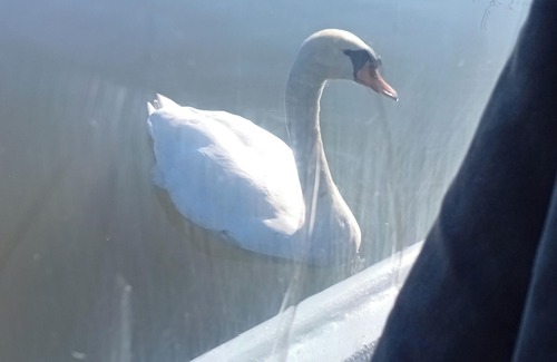 Woking Boat Rental | Vios. Historic Dutch Barge. River Ŵey. Surrey. UK