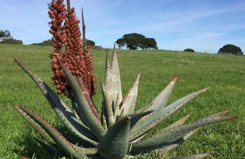 Cape Agulhas Apartment | Vlei Cafe Cottage - Vogelgezang Farm