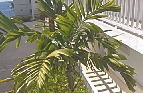 Samana Apartment | Wake Up At Paradise