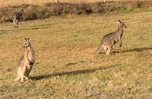 Pokolbin House | Wallaby Lodges