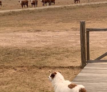 Pokolbin House | Wallaby Lodges