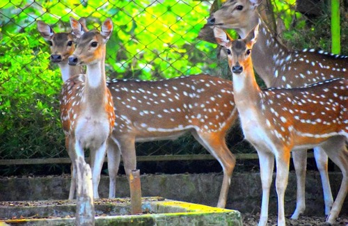 Tangail Resort | Water Garden Resort & Spa
