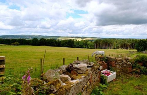 Crawcrook Other | West Wood Yurts Ltd