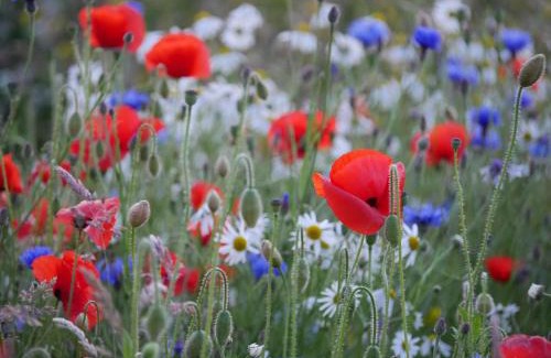 Inverness House | Wester Blackpark Farm