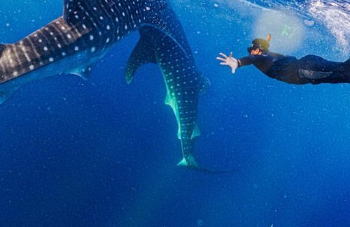 Kecamatan Woha Boat Rental | Whale sharks tour agency
