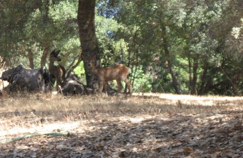 Mariposa House | Whispering Pines