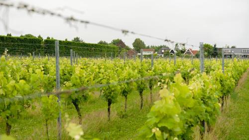 Wognum Bed & Breakfast | Wijngaard Saalhof