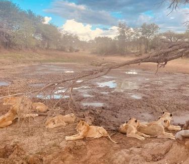 Hoedspruit Cabin | Wild Dog Guest Lodge