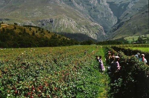 Swellendam House | Wildebraam Berry Estate
