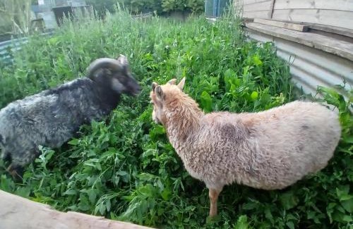 Piddletrenthide Other | Willowbank farm rare breeds rescue