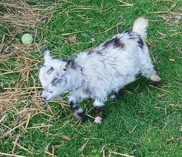 Piddletrenthide Other | Willowbank farm rare breeds rescue
