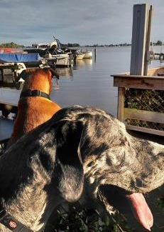 Oud-Loosdrecht Boat Rental | Woonboot De Witte loosdrechtse plassen