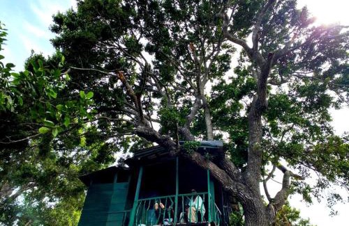 Palatupana Hotel | Yala Wild Tree House