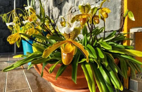 Calheta House | Zeza´s house