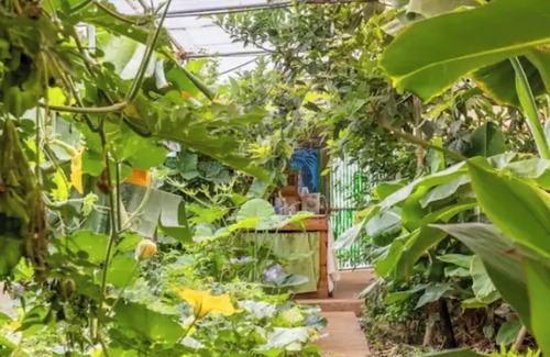 Tejina House | Zweibettzimmer im Gewächshaus Surf Strand Berge Teneriffa