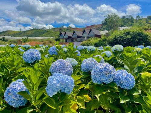 Đà Lạt Thiên Vương Homestay