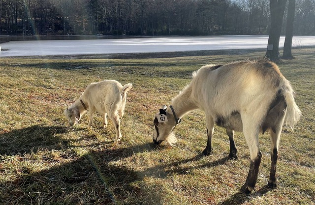 A private zoo in your backyard