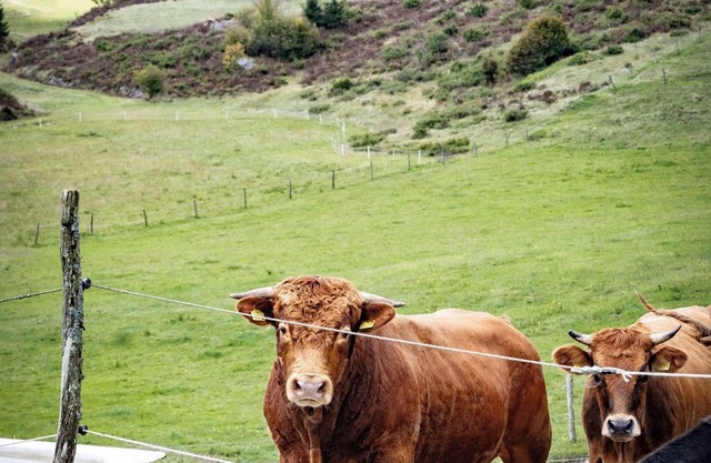 Amazing 2-bedroom country house in Kanji dol