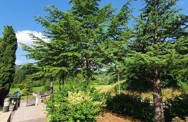 Apartment Garden Goga