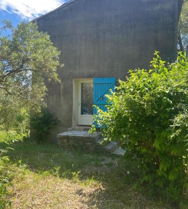 Au coeur de l'oliveraie