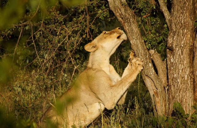 Baluleni Safari Lodge