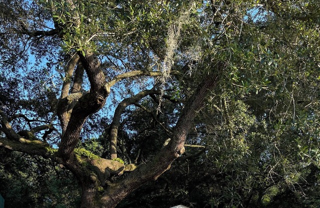 Beautiful, cozy home under the oaks on Johns Island