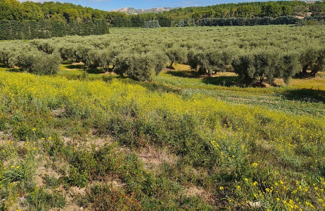 Beautiful provencal farmhouse in the midst of olive trees