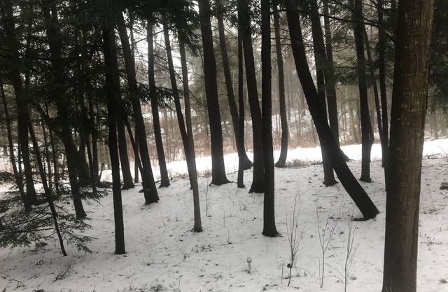 Beautiful woodland weekend retreat with optional site seeing opportunities