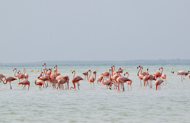 BLISS Apartments Holbox