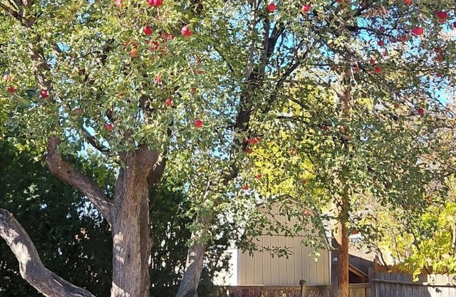 Central Syringa Sanctuary in Idaho falls
