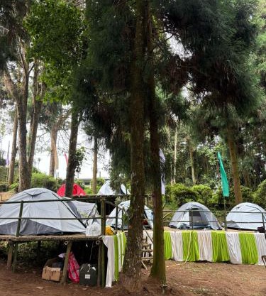 Delo pine nest campsite